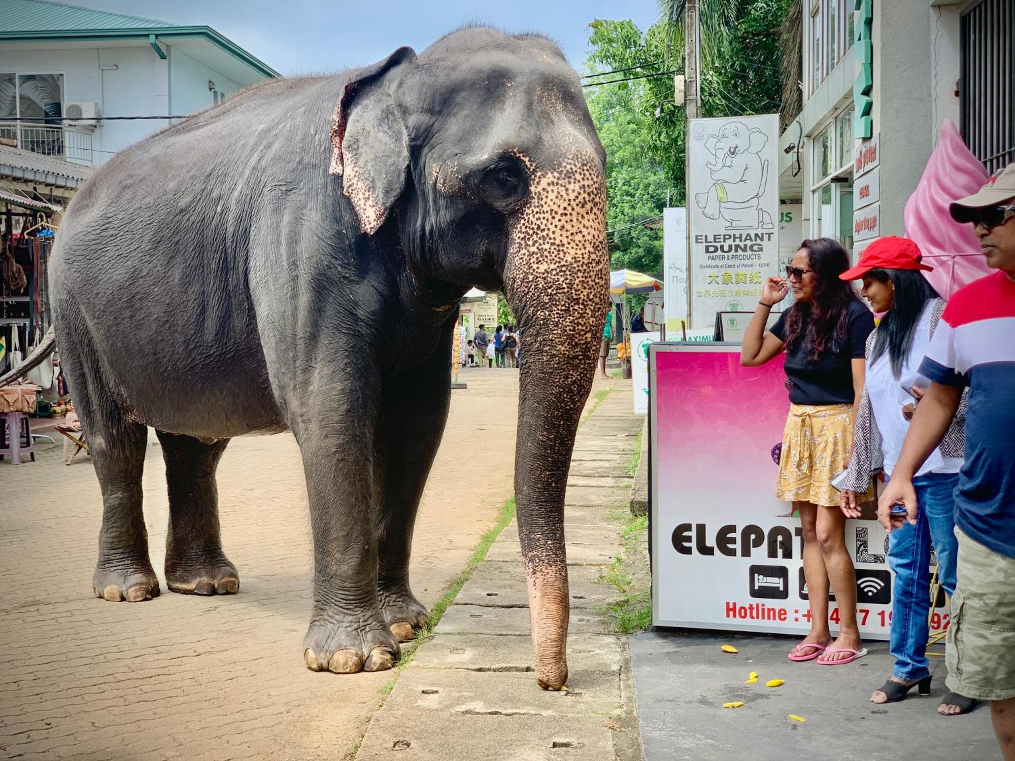Elepath Lodge- Pinnawala Pinnawala  Dış mekan fotoğraf